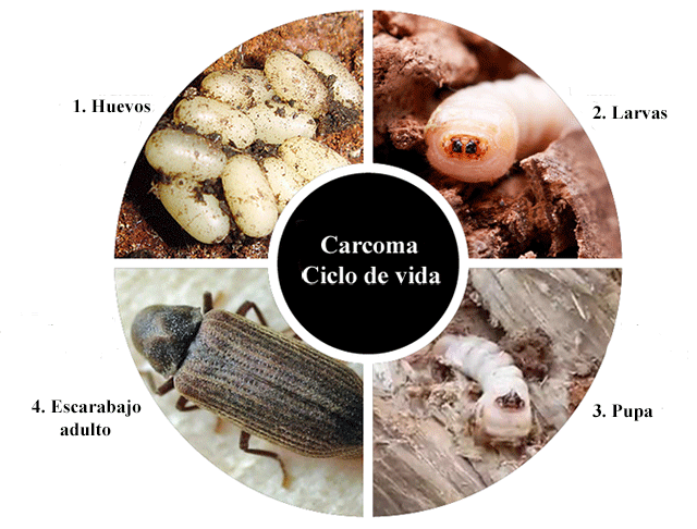 Carcoma